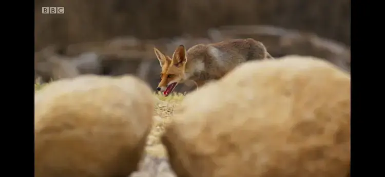 Red fox (Vulpes vulpes) as shown in Planet Earth II - Mountains